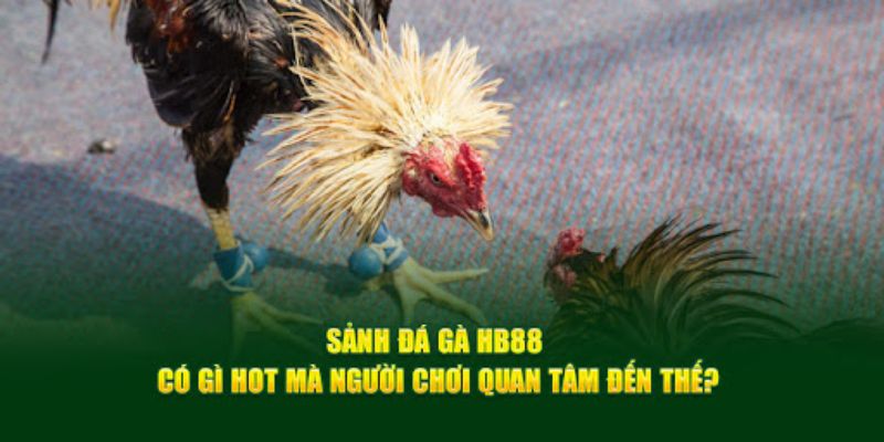 Loại hình có tại đá gà HB88